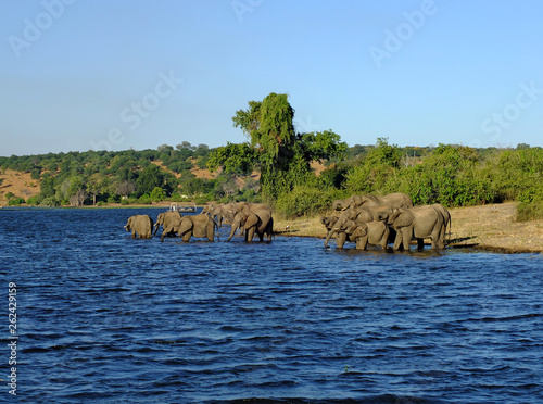 Botswana, Zambezi River, Africa, Safari & Cruise