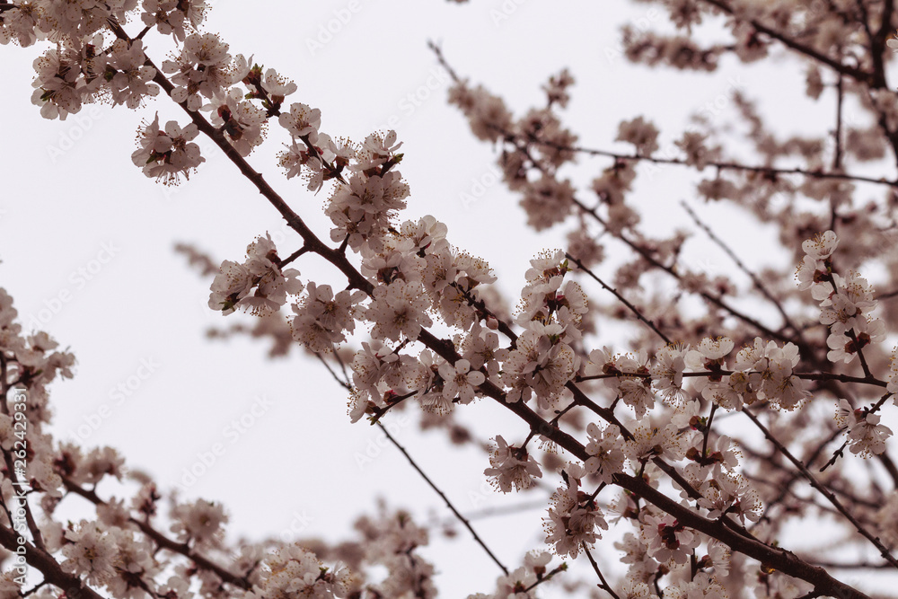 Beautiful blooming blossom buds and flowers on fruit trees cherry peach apricot in picturesque spring close up Beautiful blooming blossom buds and flowers on fruit trees cherry peach apricot in picturesque spring close up
