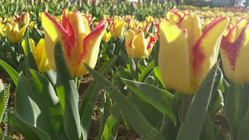 tulips in the garden