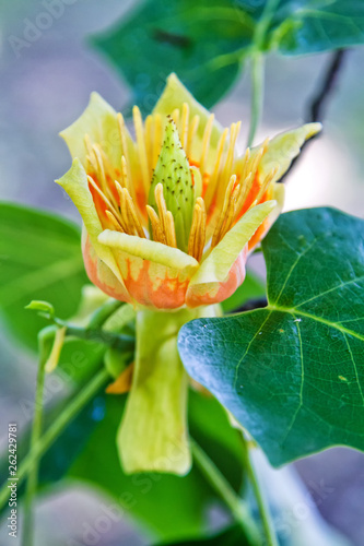 Close up of a flower of an adult American tulip tree, Liriodendron tulipifera, with natural grown up form