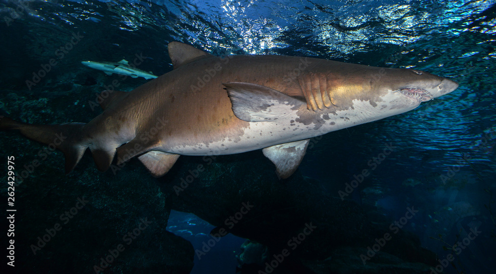 Naklejka premium Shark swimming marine life in the ocean / Sand tiger shark picture sea underwater