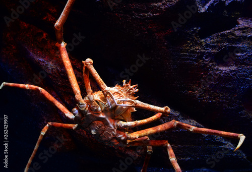 Japanese giant spider crab swimming underwater aquariumun on the rock ocean / Macrocheira kaempferi photo
