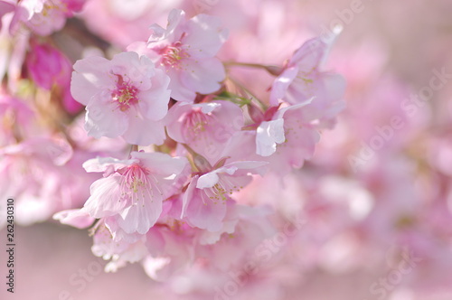 河津桜 © Shun