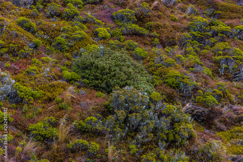 Northern Circuit, Tongariro National Park 