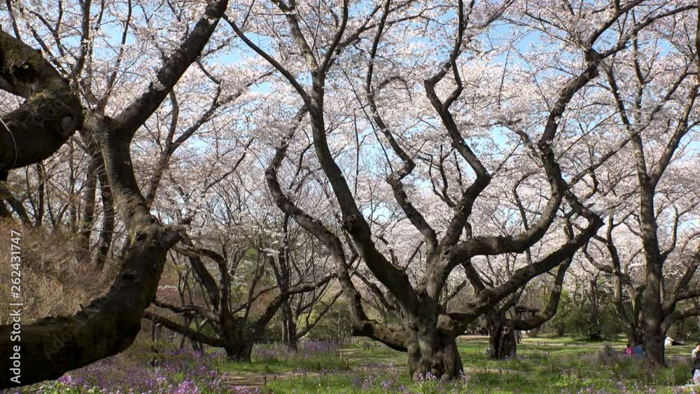 TACHIKAWA, TOKYO, JAPAN - CIRCA APRIL 2019 : CHERRY BLOSSOMS in park. Spring season. TACHIKAWA, TOKYO, JAPAN - CIRCA APRIL 2019 : CHERRY BLOSSOMS in park. Spring season.