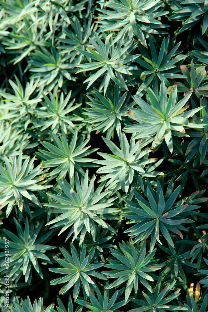 Background texture of large green leaves with veins. Vertical, close-up, place for text, nature concept. Background texture of large green leaves with veins. Vertical, close-up, place for text, nature concept.