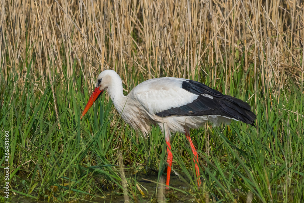 Fototapeta premium Wildlife bird stork nature outdoor sunny day