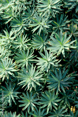 Background texture of large green leaves with veins. Vertical  close-up  place for text  nature concept.