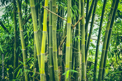 Fresh bamboo tree in the jungle bamboo forest