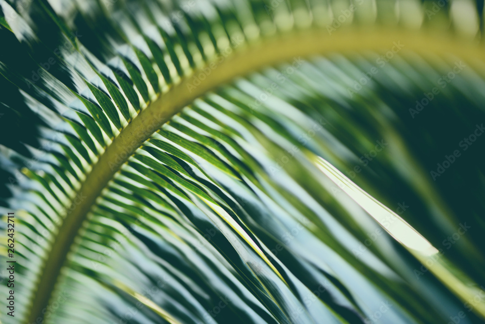 Coconut leaves / Fresh green palm leaf background tropical plant Coconut leaves / Fresh green palm leaf background tropical plant