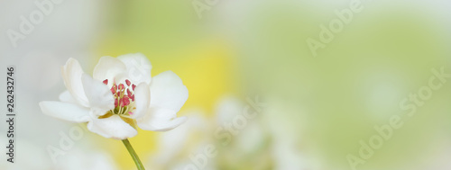 Beautiful pear flower head on tree in springime