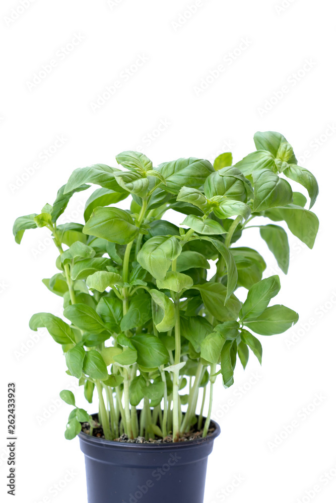 close up of basil Italian plant iwolated on white background with copy space close up of basil Italian plant iwolated on white background with copy space