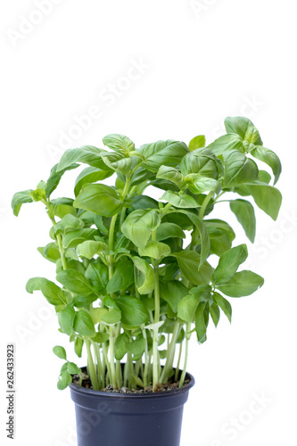 close up of basil Italian plant iwolated on white background with copy space 