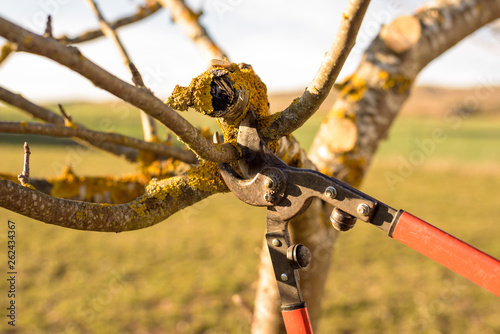 Gardener pruning fruit tree branch in the orchard