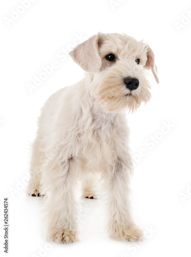 puppy white miniature schnauzer