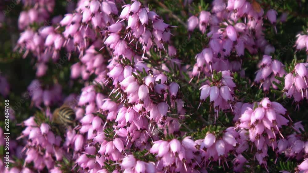 eine Biene sammelt auf einer Blume (Schneeheide) Honig eine Biene sammelt auf einer Blume (Schneeheide) Honig