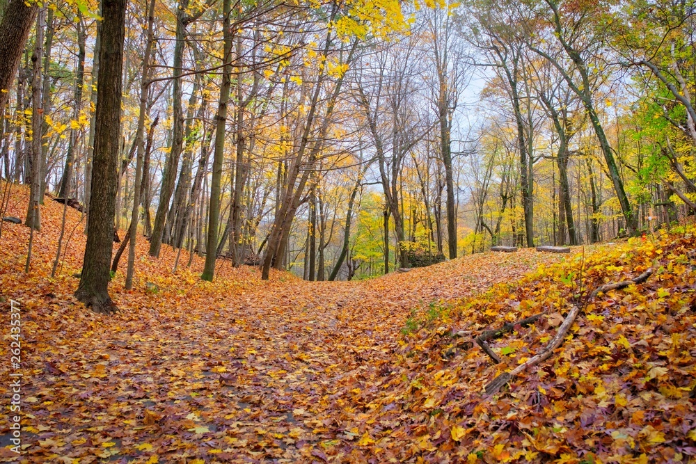 Forest Floor Covered in Leaves During Fall Season Forest Floor Covered in Leaves During Fall Season