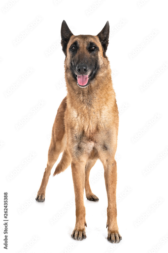 belgian shepherd malinois