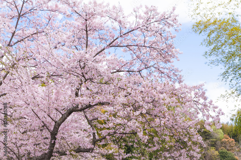 桜