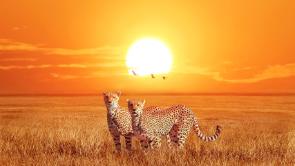 Group of cheetahs at beautiful orange sunset in the Serengeti National Park. Tanzania. Wild nature of Africa. Artistic african image.