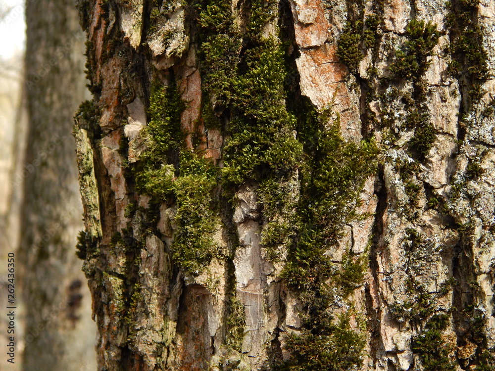Obraz premium Moss on tree bark. Macro photography