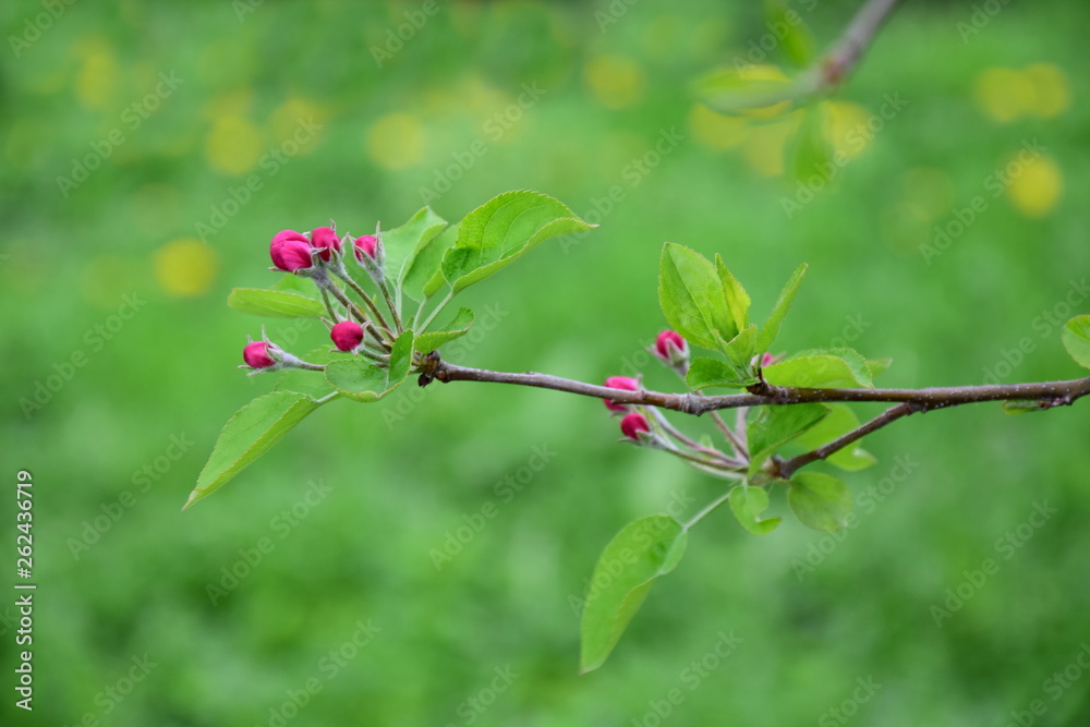 Apfelbaum - Knospen kurz vor der Blüte Apfelbaum - Knospen kurz vor der Blüte