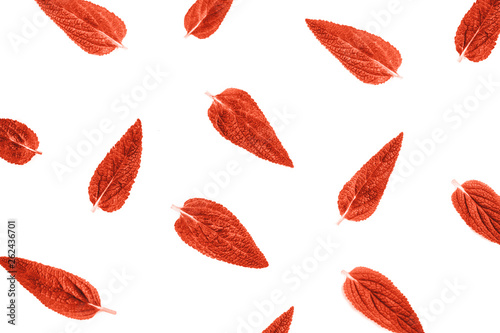Fresh coral leaves isolated on white background.