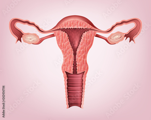 Female reproductive system