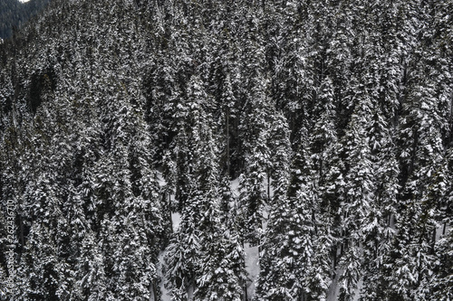 texture of snowy woods