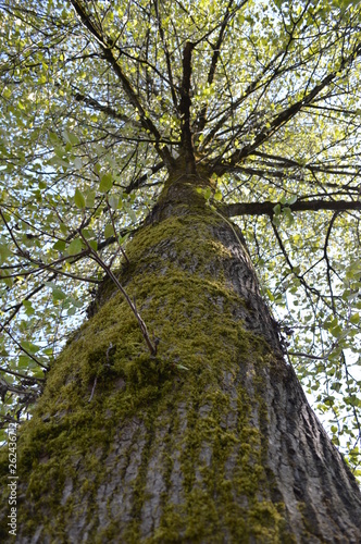 tree from below
