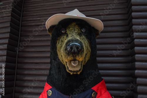 canadian bear