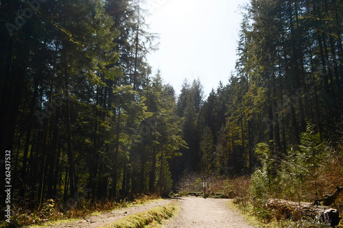 road in the forest