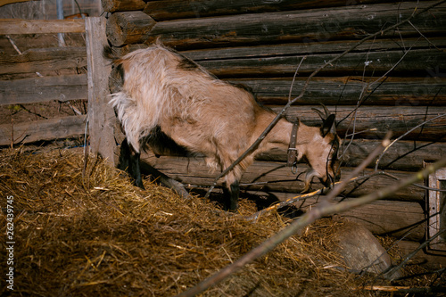 Goat walks in the corral