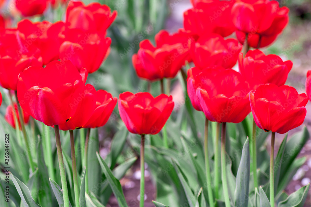 Fototapeta premium Group of colorful tulip. colorful background