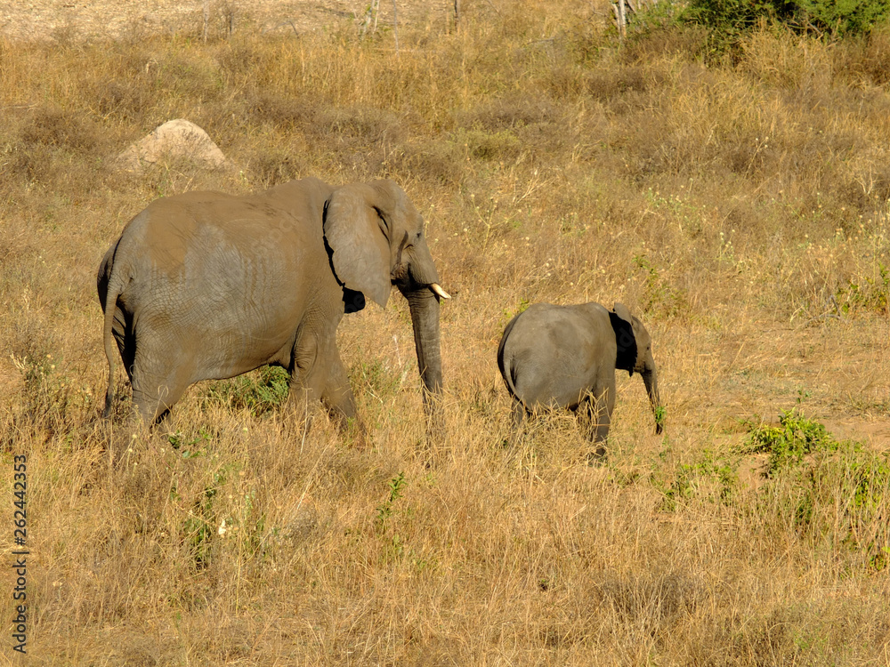 Fototapeta premium Botswana, Africa, Safari