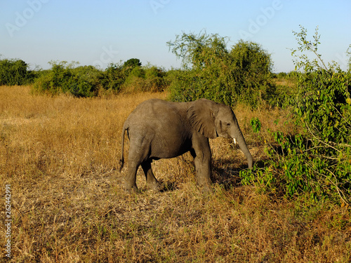 Botswana  Africa  Safari