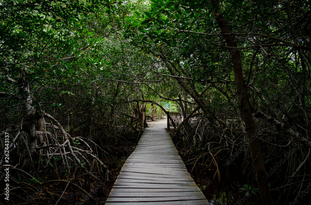 boardwalk in the jungle boardwalk in the jungle