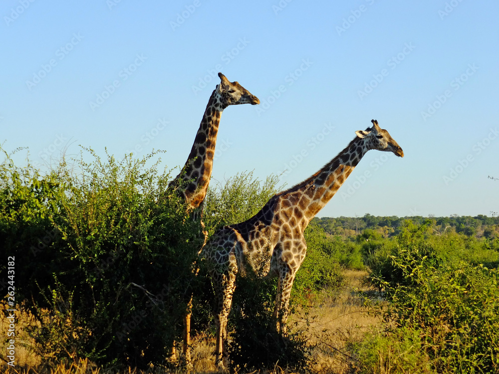 Obraz premium Botswana, Africa, Safari