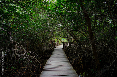 boardwalk in the jungle