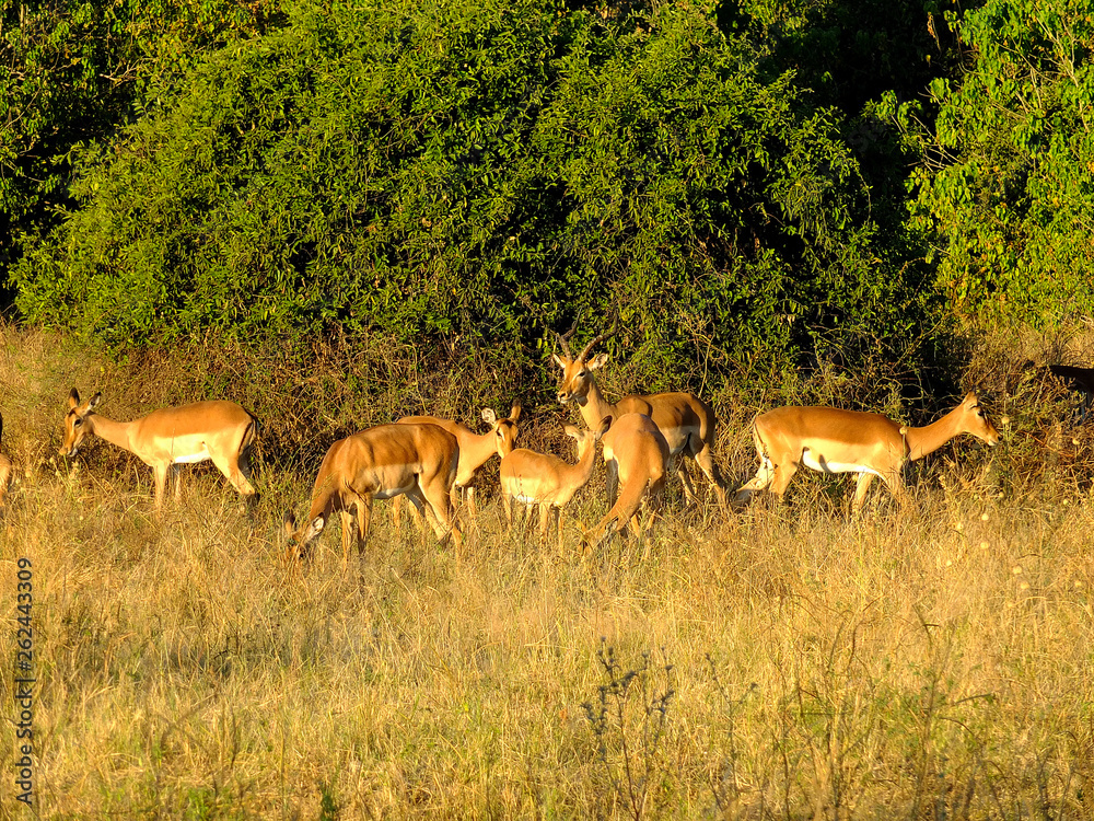 Fototapeta premium Botswana, Africa, Safari