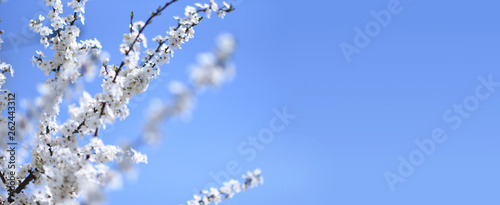 Blossoming tree on blue sky background in sunny spring day, banner background
