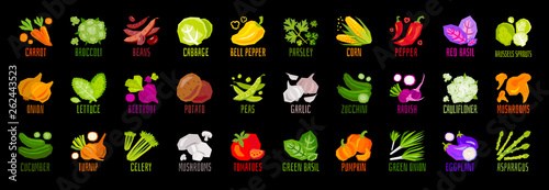 Big set of vegetables nuts herbs spice condiment icons isolated on black background. Colorful leaves lettering. Concept graphic vector element.