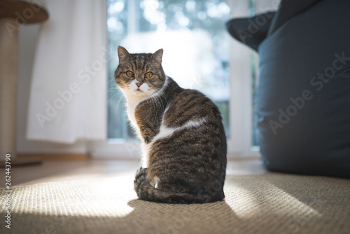 tabby british shorthair cat standing in front of window looking back over shoulder