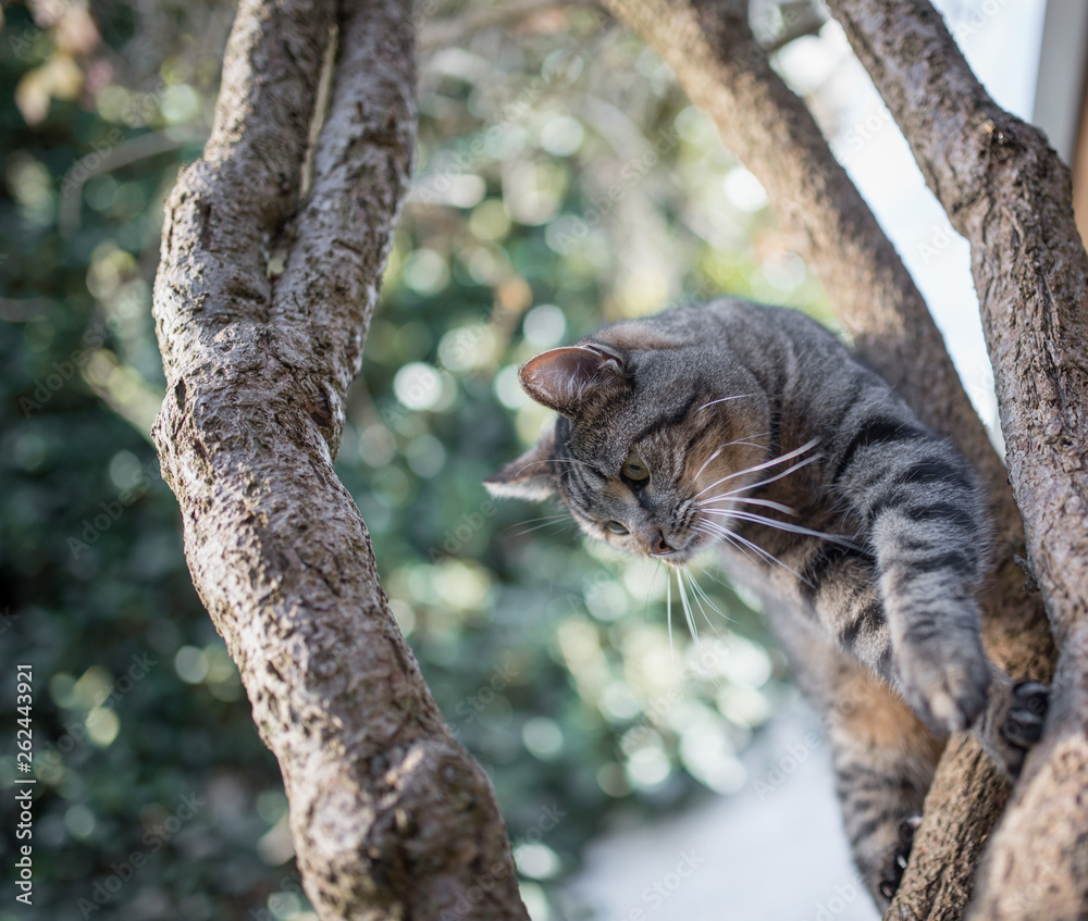 tabby domestic shorthair cat climbing down a tree in front of wall covered with ivy Stock Photo
