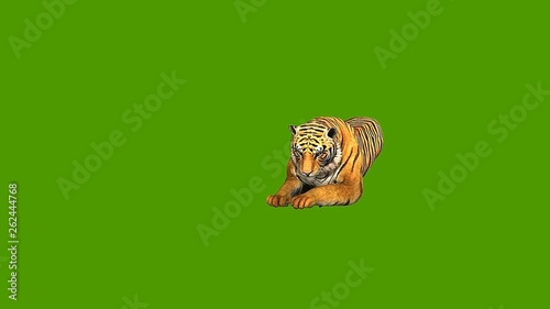 Animation of a tiger, lying down, licking paws, standing walking running leaping and eating, set against a green backgrouind photo