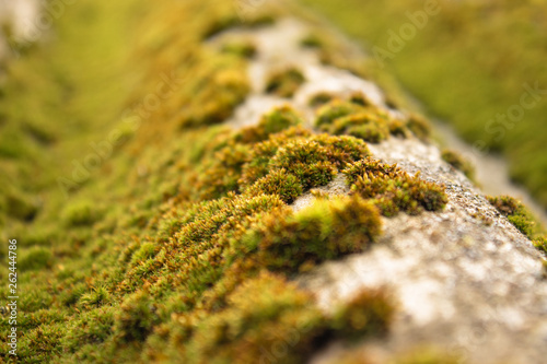 Krisha covered with green moss.