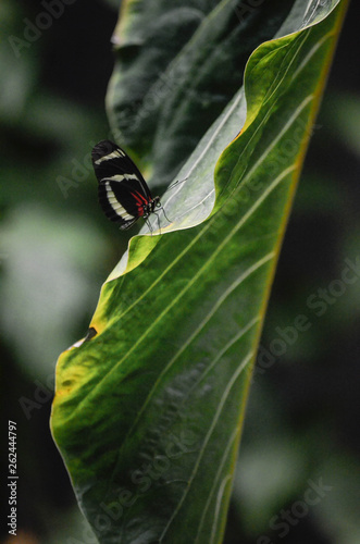 butterfly on leaf