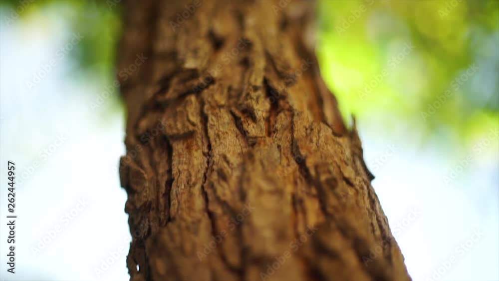 Tree bark texture background, detail of neem tree bark, Indian trees Tree bark texture background, detail of neem tree bark, Indian trees