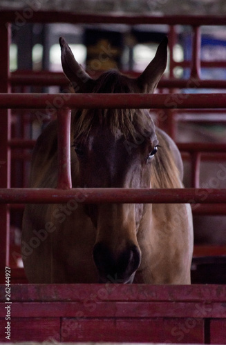 horse in stable