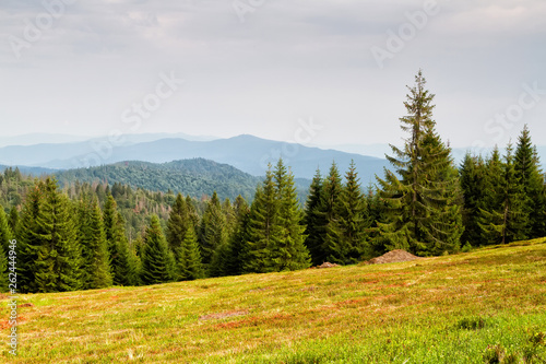 Mountains scenery. Panorama of grassland and forest in Gorce mountains. Carpathian mountains landscape, Poland. Gorczanski National Park, Poland photo